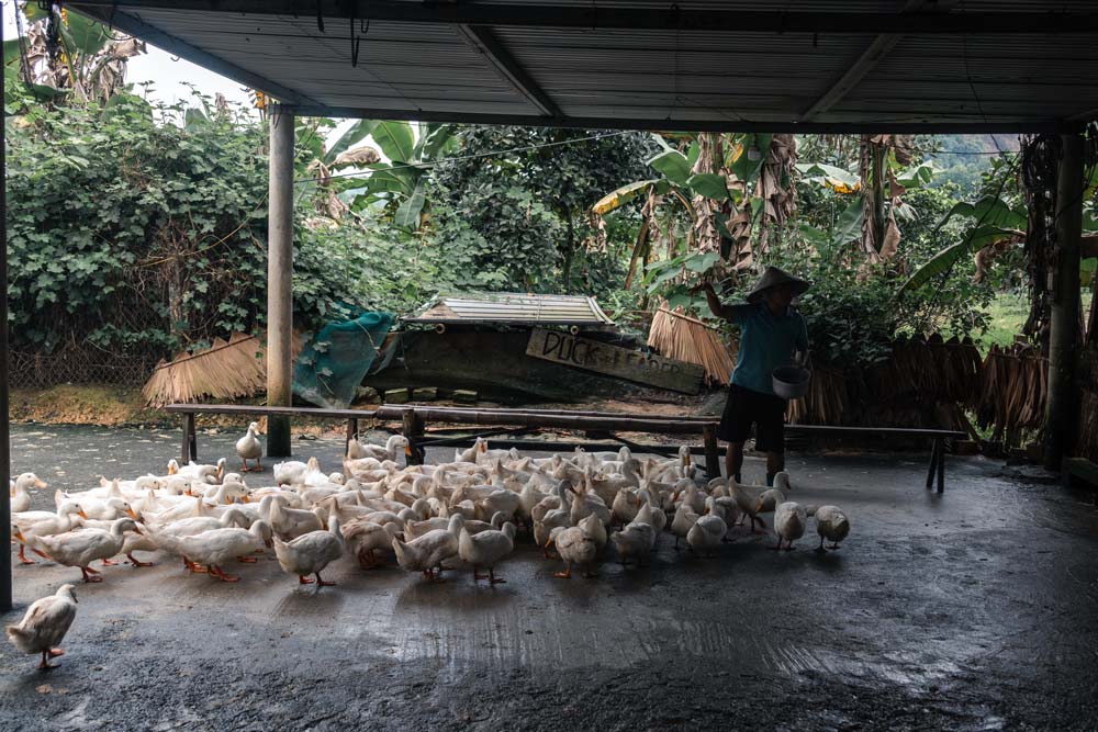 Der-Duck-Stop-in-Phong-Nha