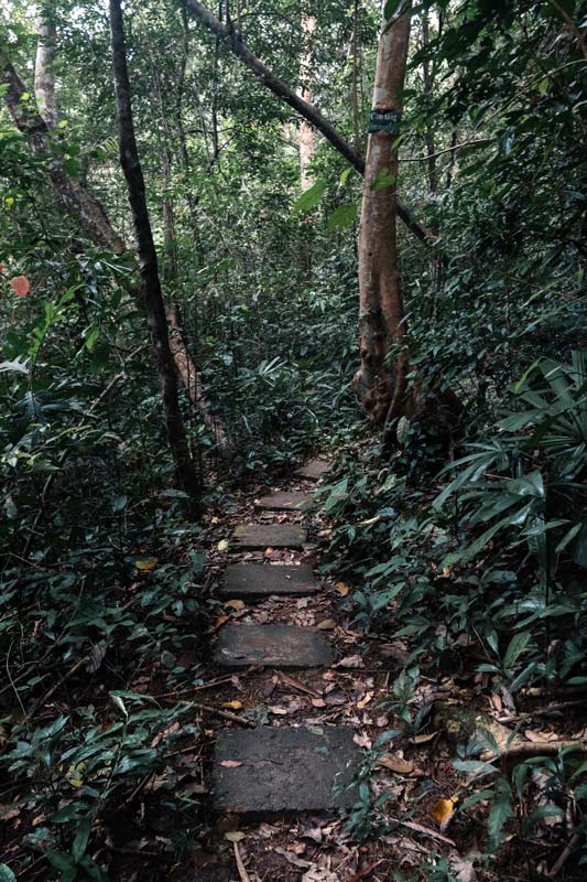 Wanderweg-durch-den-botanischen-Garten