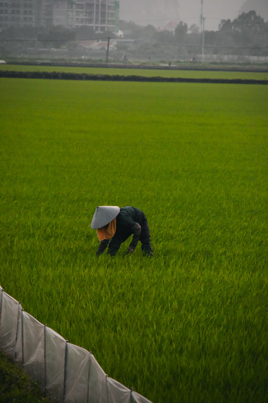 Arbeiterin-auf-den-Reisfeldern-um-Ninh-Binh