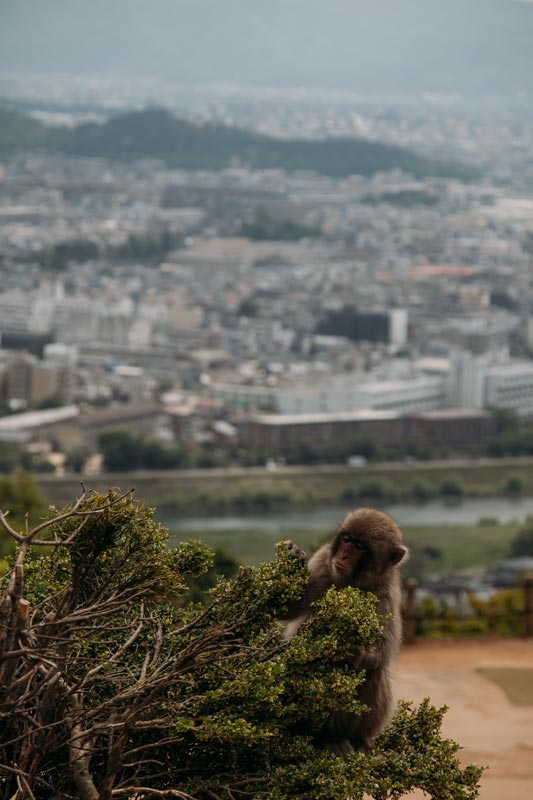 Der-Arashiyama-Affen-Park-hat-eine-tolle-Aussicht-über-Kyoto