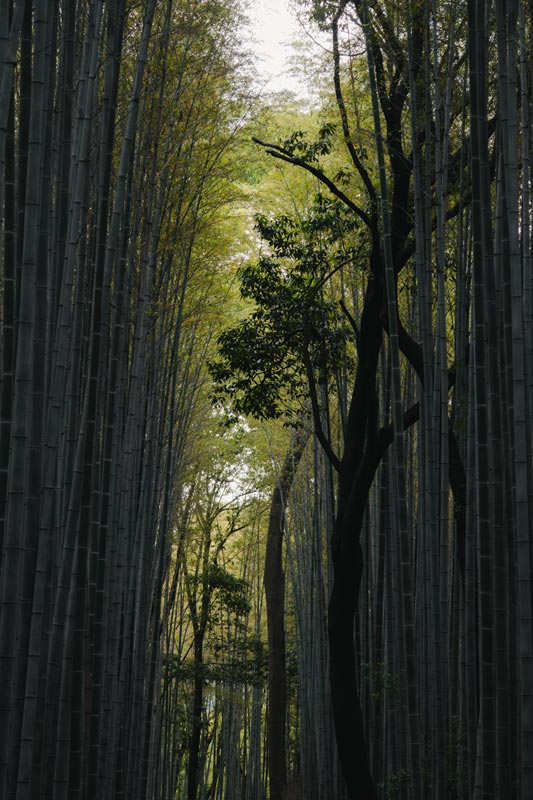 Der-Bambus-Wald-in-Arashiyam-bei-Kyoto