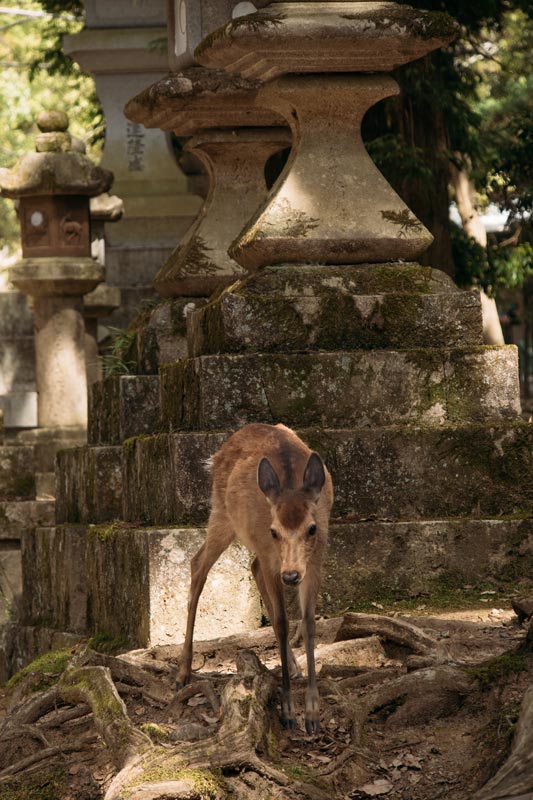 Die-Rehe-im-Nara-Park-sind-sehr-zutraulich