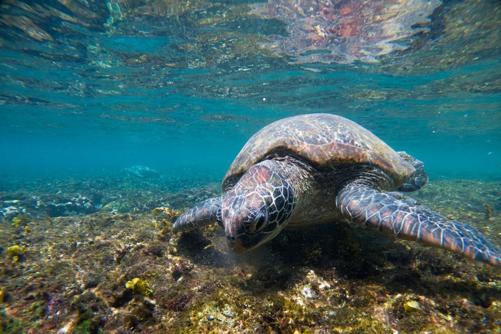 Schildkröte-bei-Gili-Meno