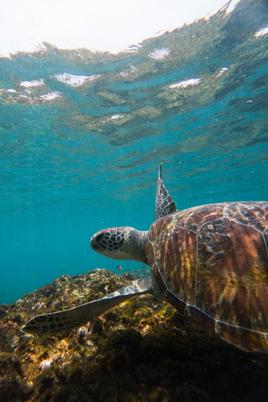 Schildkröte-beim-Schnorcheln-auf-den-Gilis