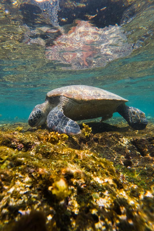 Schnorcheln-mit-Schildkröten-bei-Gili