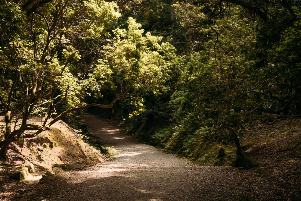 Weg-durch-den-Nara-Park