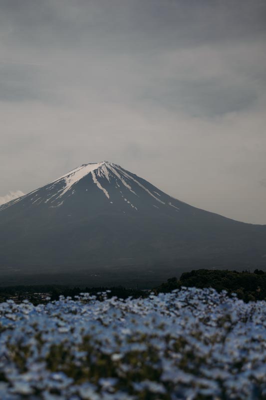 wunderschöne-Blumenbeete-rund-um-den-Kawaguchi-See