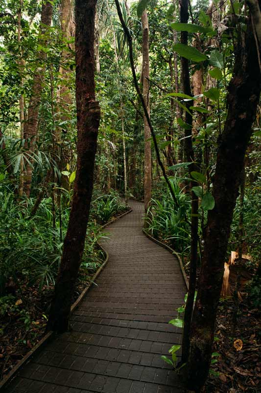 Boardwalk-im-Daintree-Regenwald