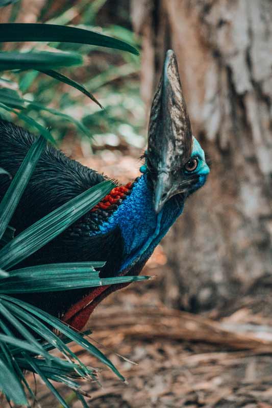 Cassowary-im-Daintree