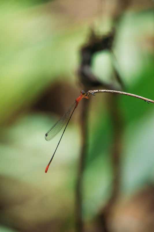 Eine-Libelle-im-Daintree