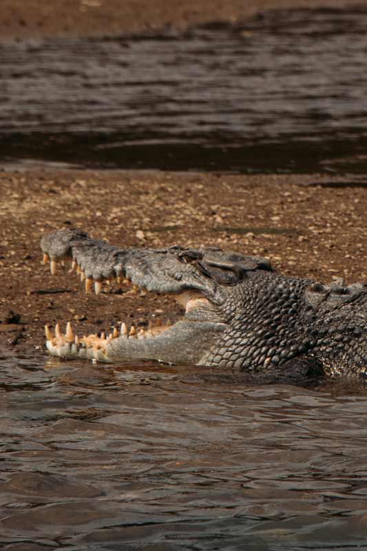 Salzwasserkrokodil-im-Daintree