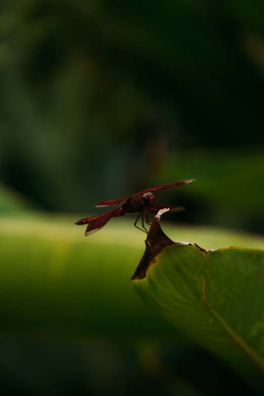 Entdecke-das-Butterfly-Sanctuary