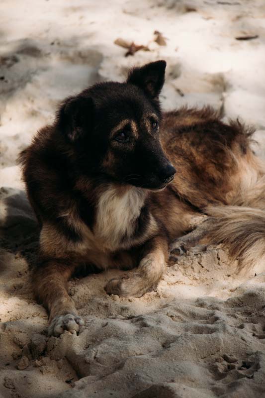 Hund-am-Strand-von-Siquijor