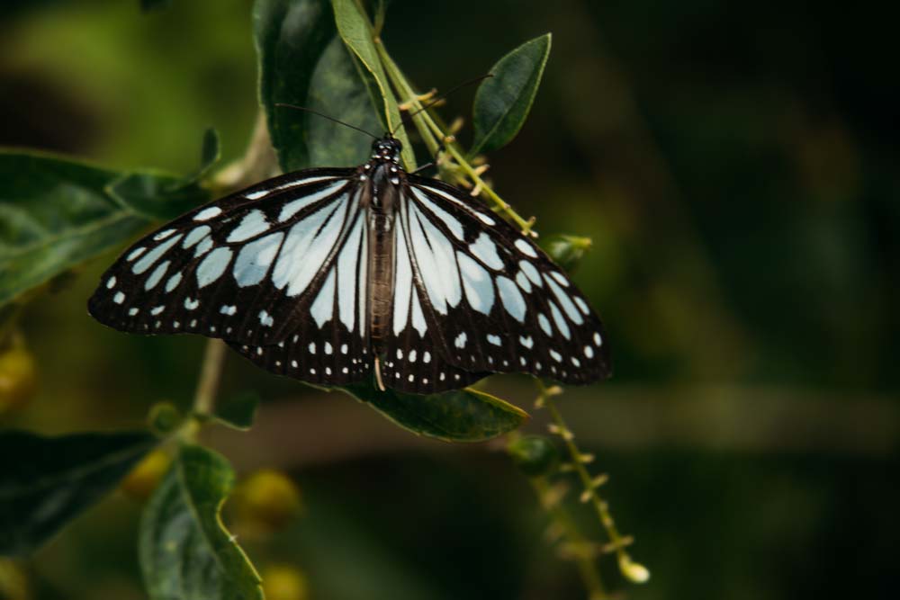 Im-Butterfly-Sanctuary-lassen-sich-tolle-Fotos-schießen