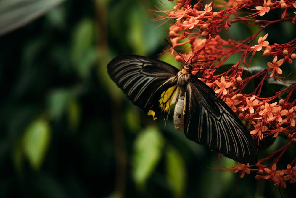 Schmetterling-auf-Siquijor