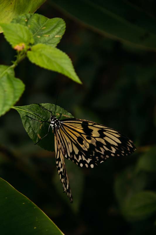 Schmetterling-im-Butterfly-Sanctuary