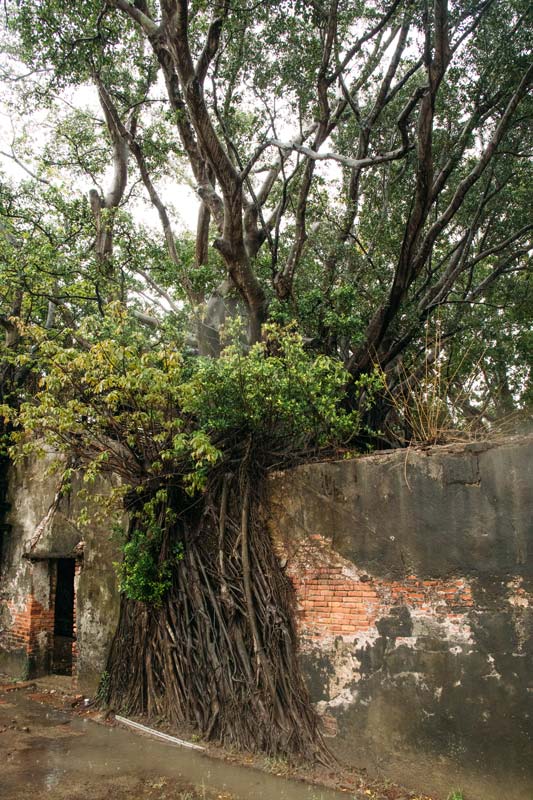 Anping-Tree-House