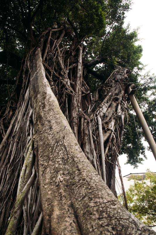 Beeindruckender-Baum-beim-Chikan-Tower