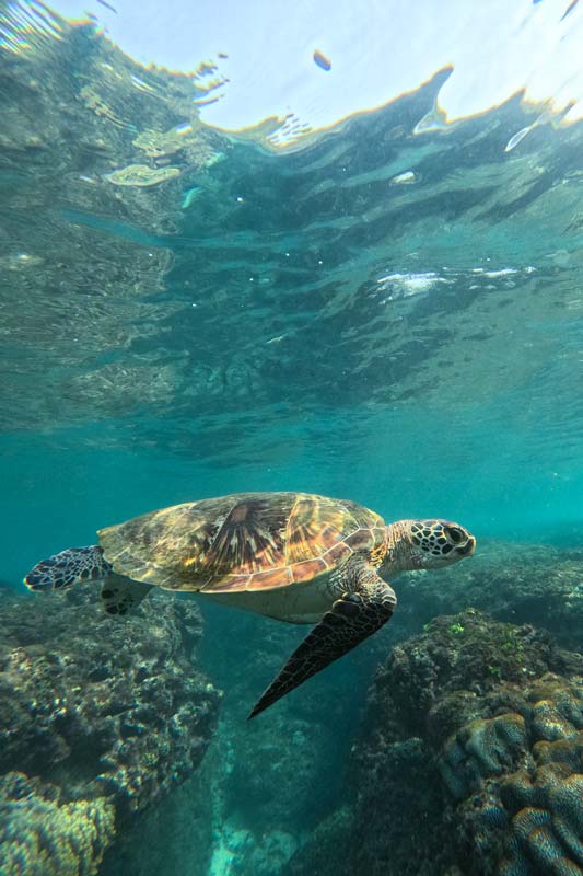 Entdecke-Schildkröten-am-Secret-Beach