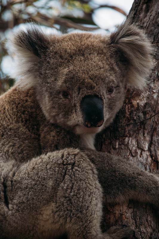 Der-Koala-Trail-auf-Raymond-Island
