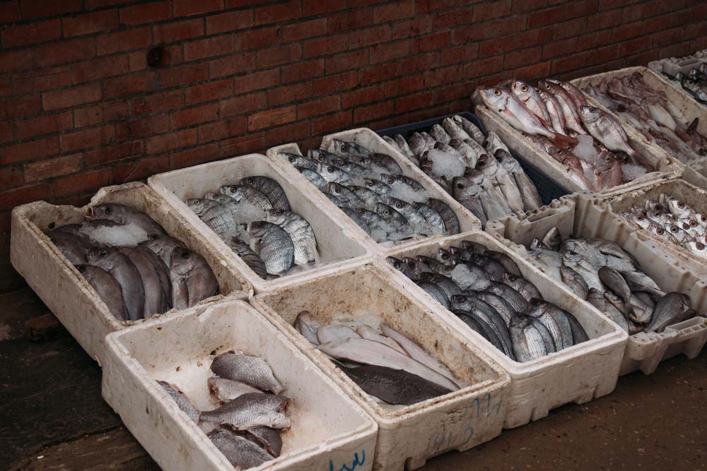 Fangfrischer-Fisch